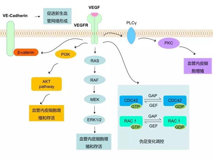 VEGF家族！ - 知乎