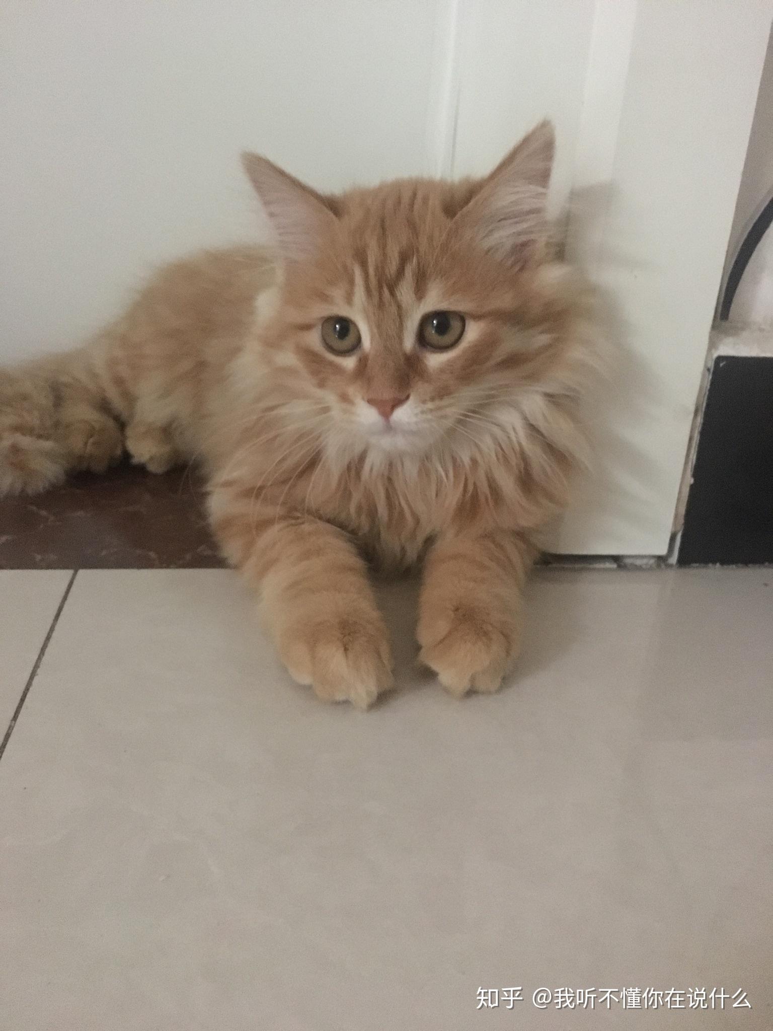长毛狸花猫怎么样