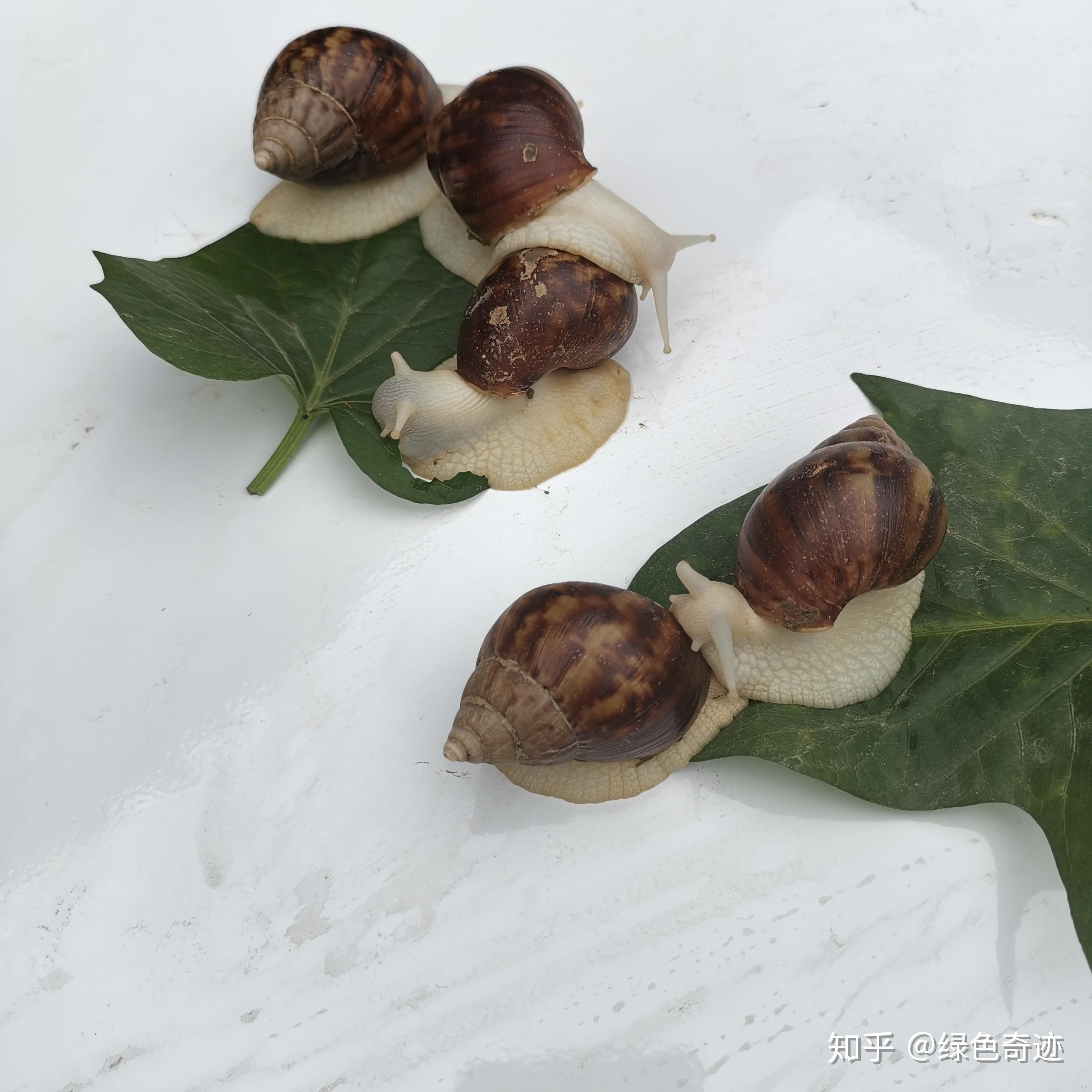 白玉蜗牛最大,胆小,非洲_大山谷图库