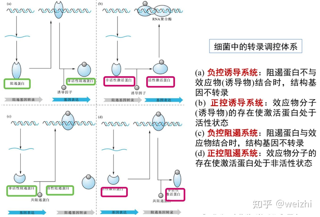 原核生物基因表达图片