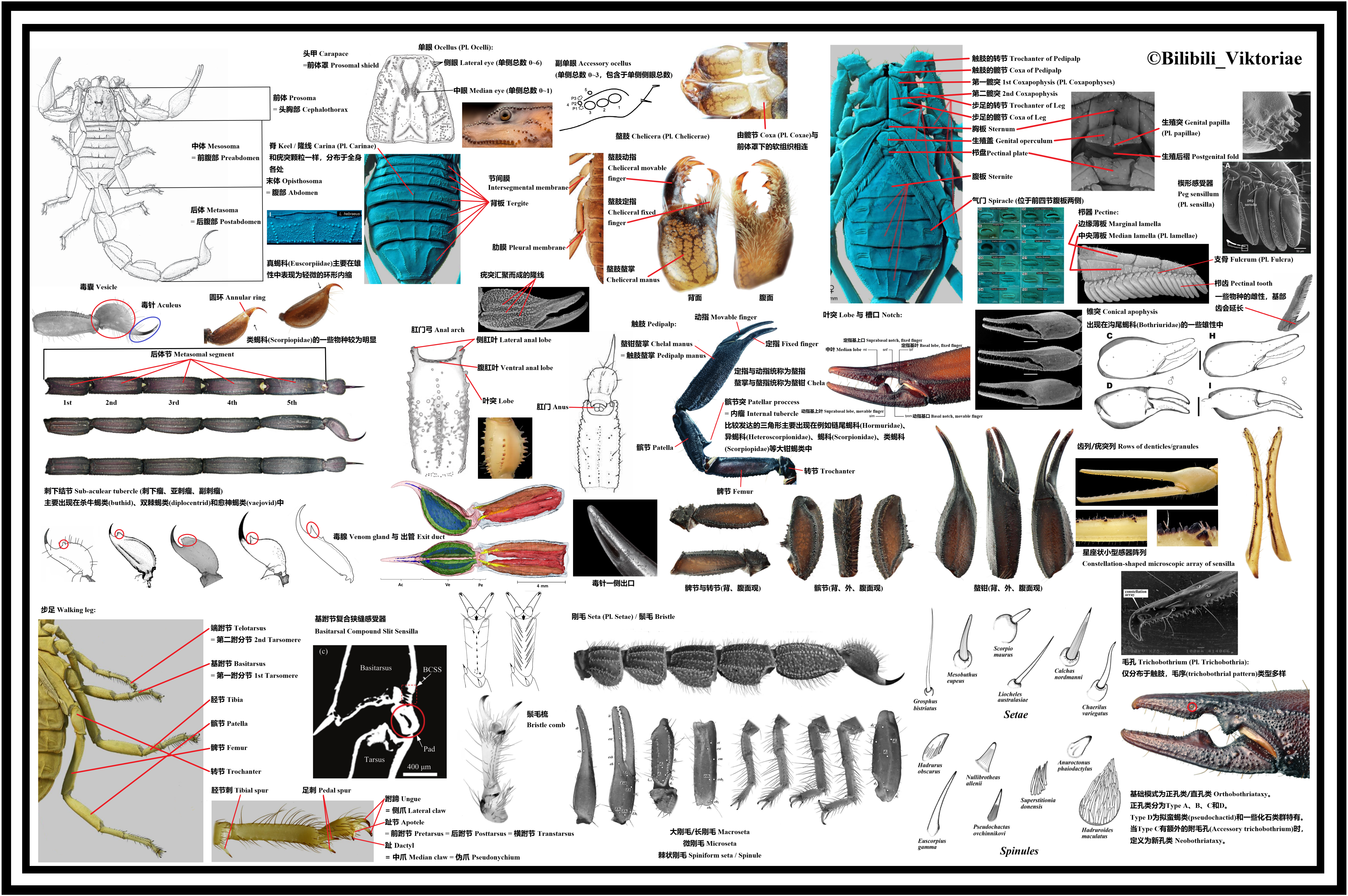 蝎类形态学蝎子的钳子实际上只是长了角的腿
