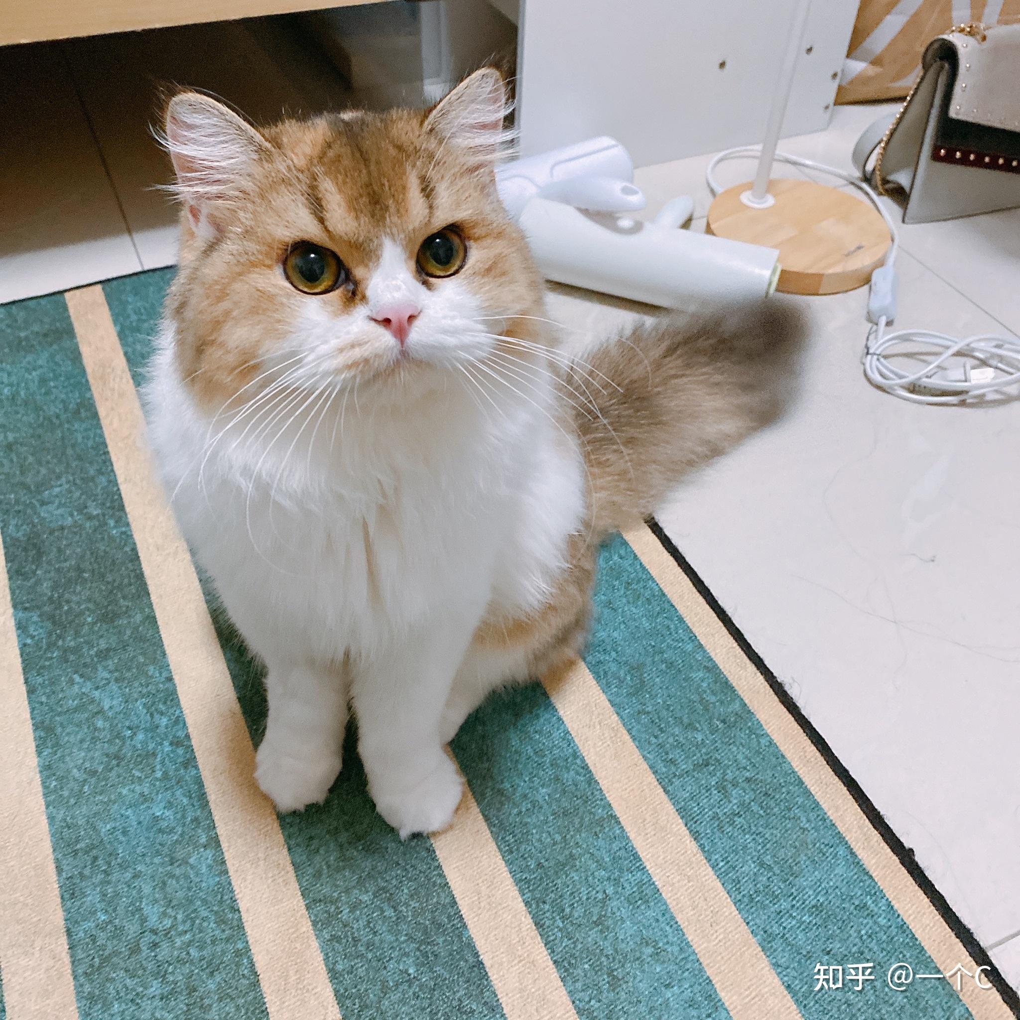 矮脚英短三花和长毛金渐层配了能出什么猫啊