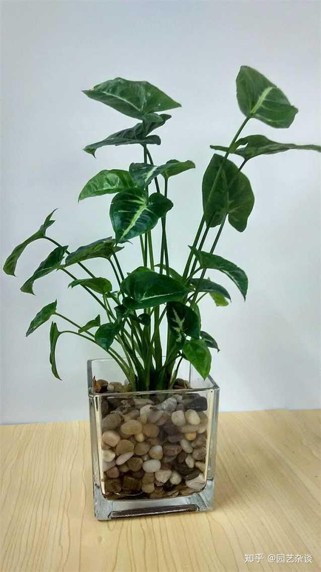 水培花卉省心省力不需要太多照料也能生长旺盛