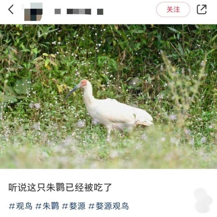 江西一男子捕杀“国宝”朱鹮给母亲煲汤治病？当地回应 - 知乎