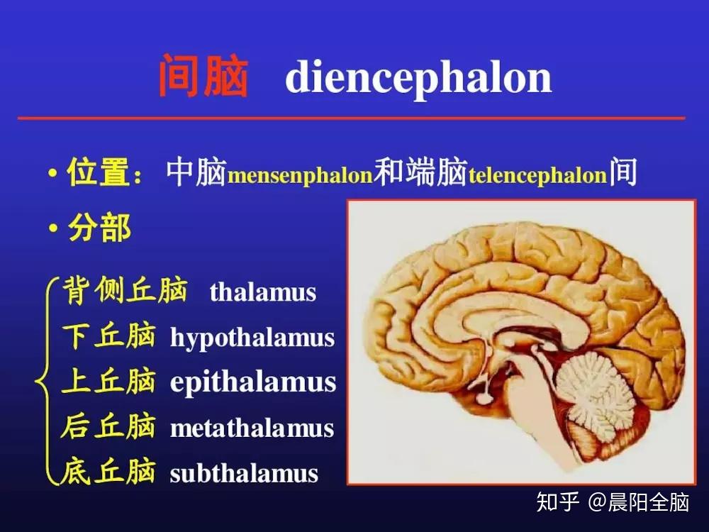 间脑开发是什么有什么作用