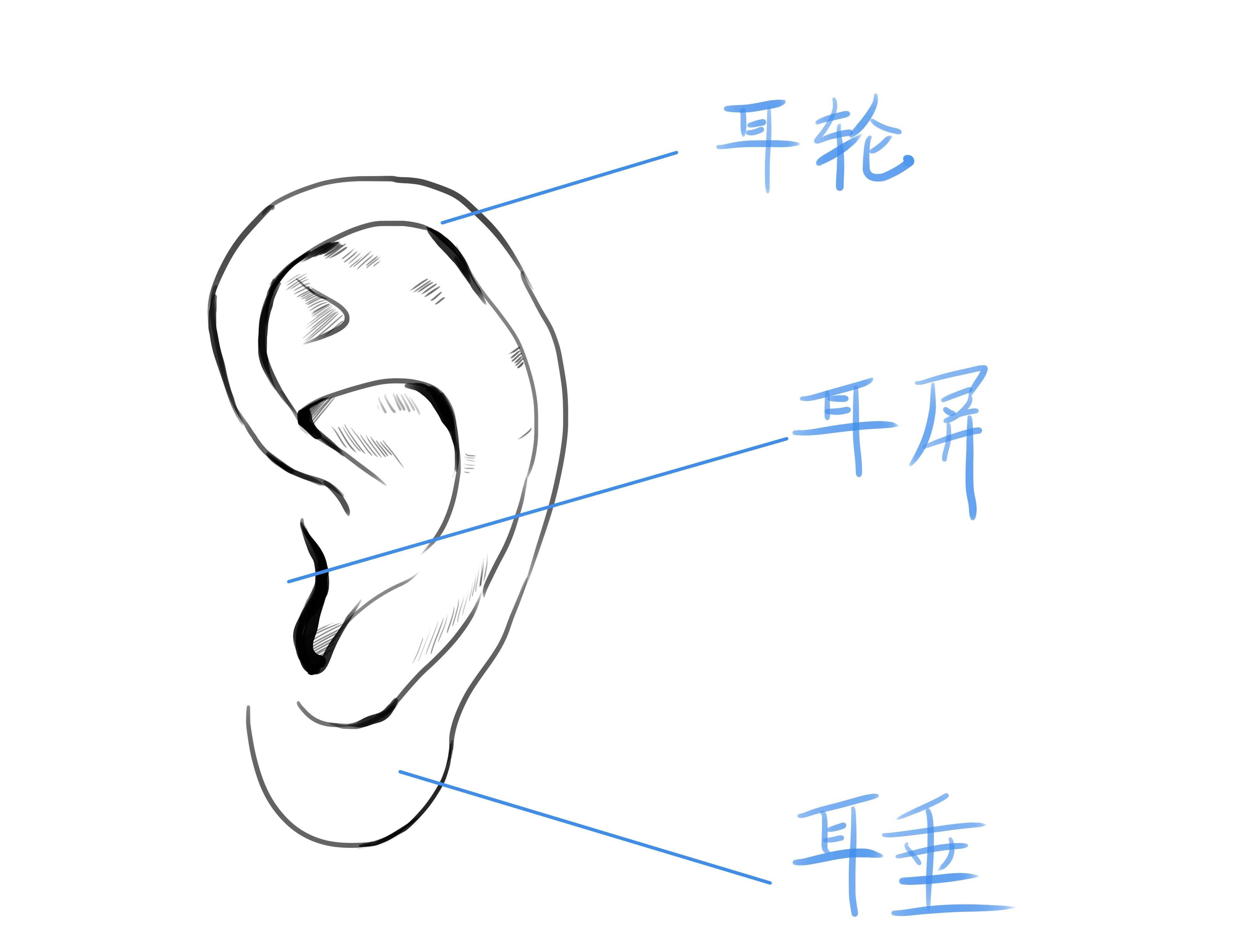 画耳朵的结构-普画网