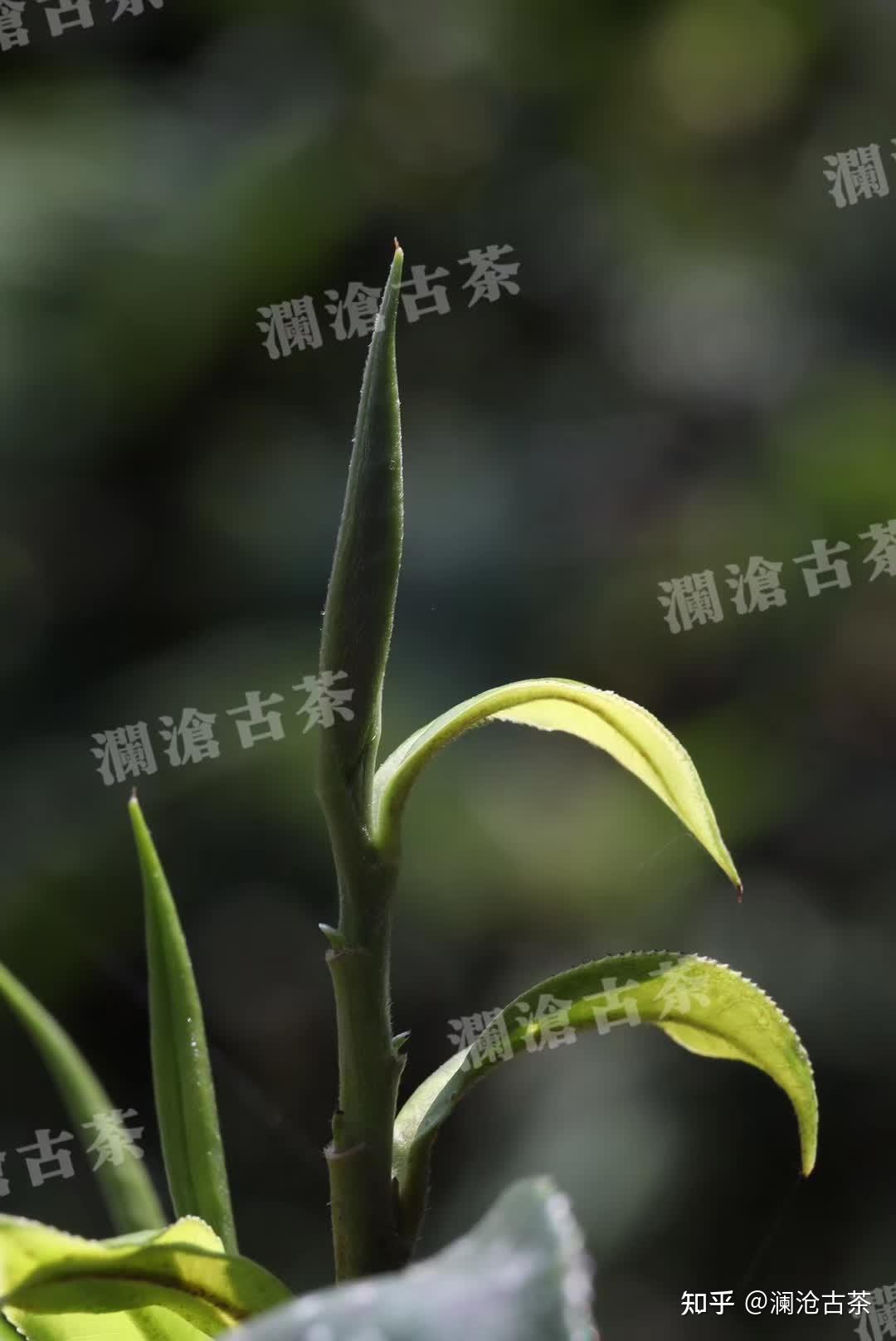 大漆树古树茶口感特点图片