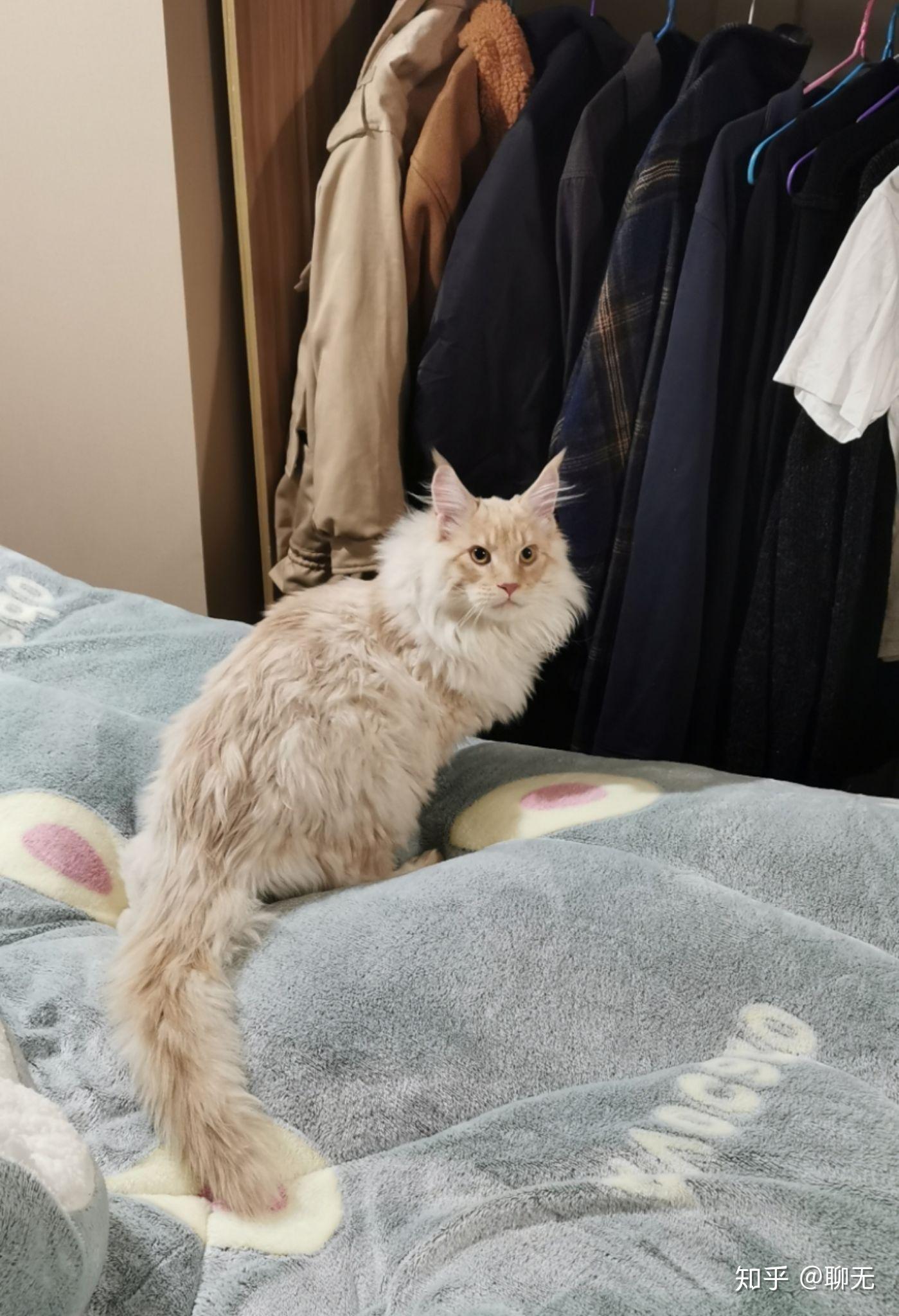 听说凯米尔缅因很少见,可以给我看看你们的凯米尔色缅因猫吗? - 知乎