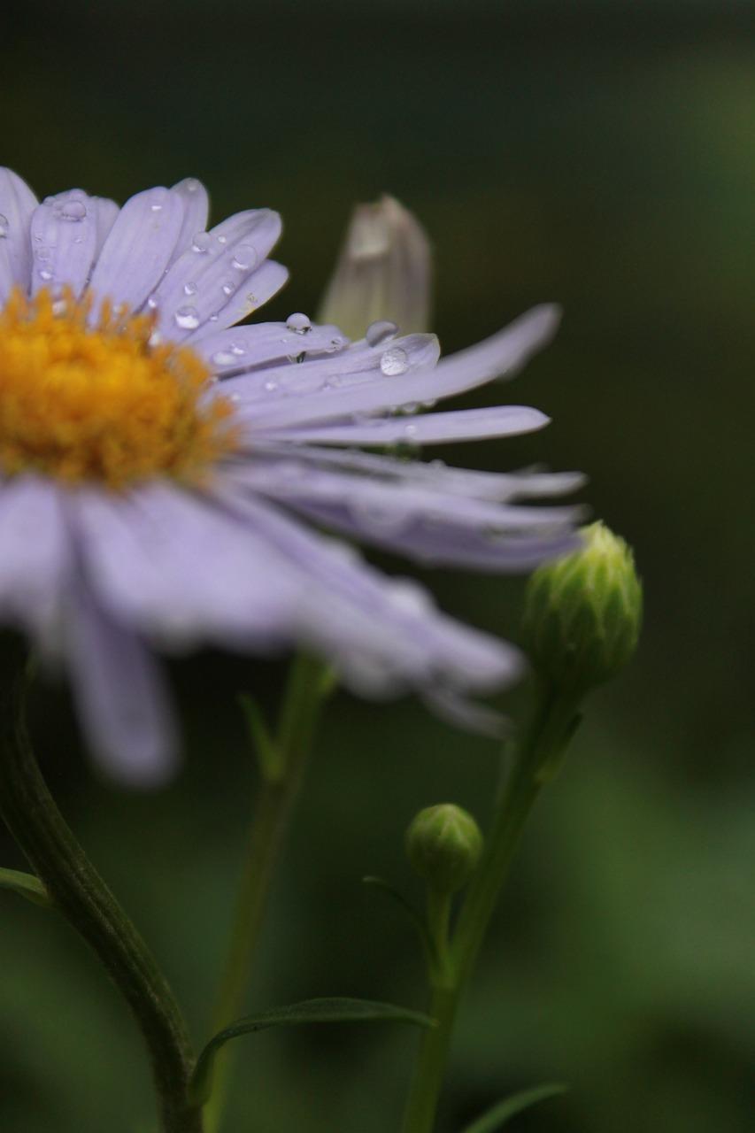3. 花瓶选择与摆放