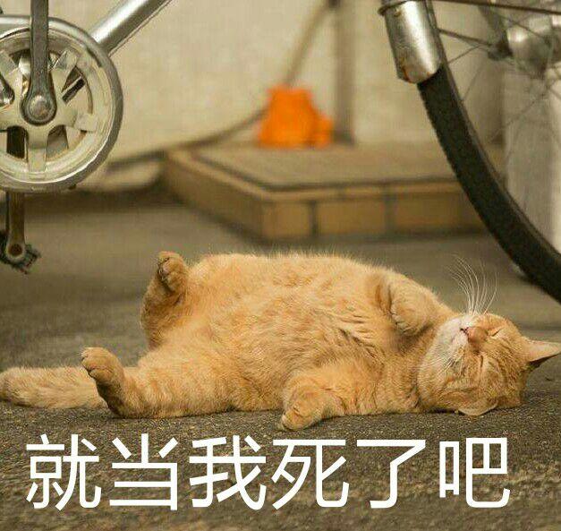 有哪些可爱的表情包