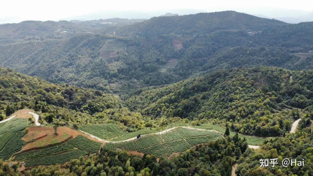 太姥山上的茶园不一样的山水