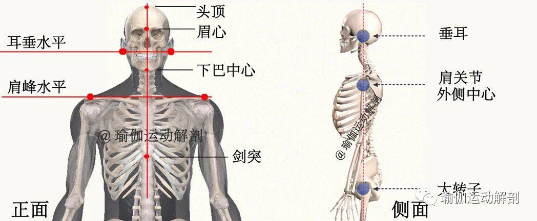 瑜伽体位-山式站立(tadasana)精准正位解剖分析