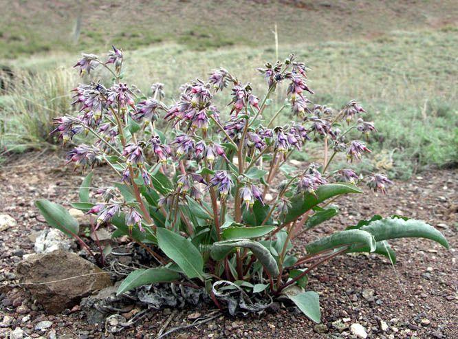 紫草科花卉:滨紫草及其他