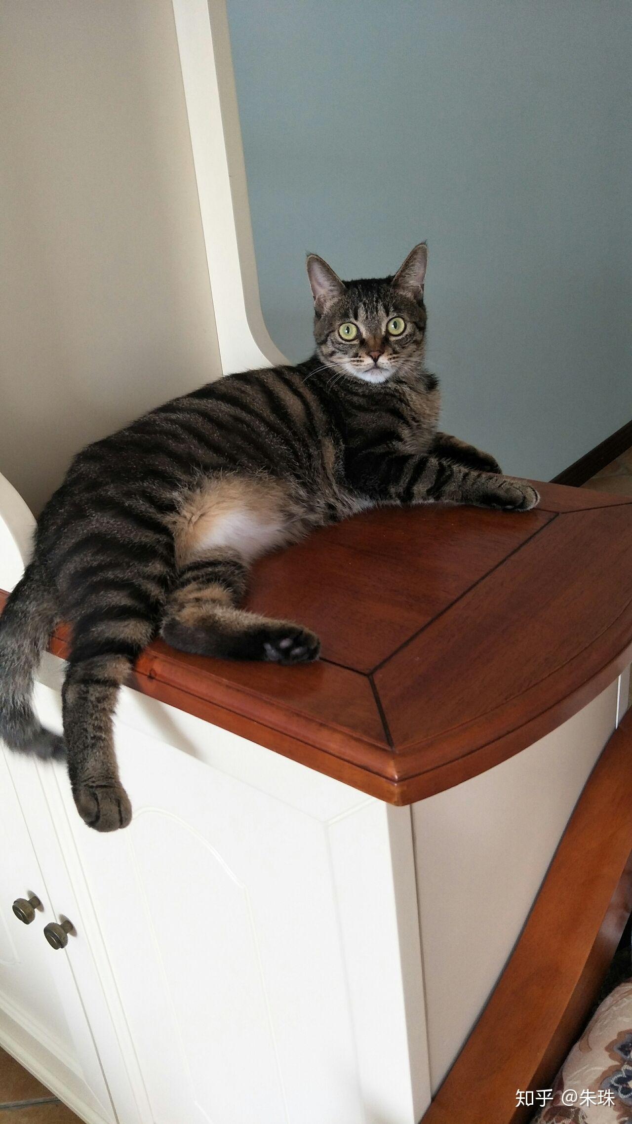 你有哪些家里猫咪的照片想要分享