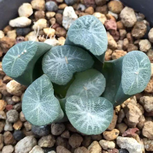 天价!天价!名贵植物排行,令人大开眼界-名贵植物图片