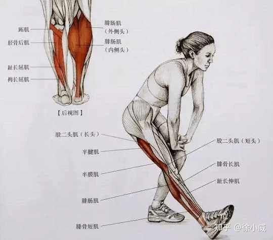 篮球体能之小腿肌肉训练分析