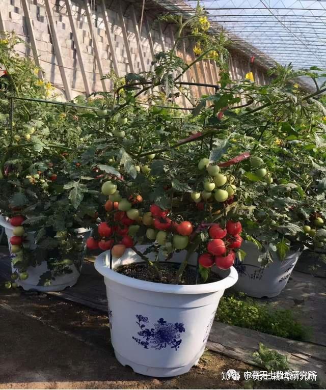 盆栽蔬菜的魅力你了解吗