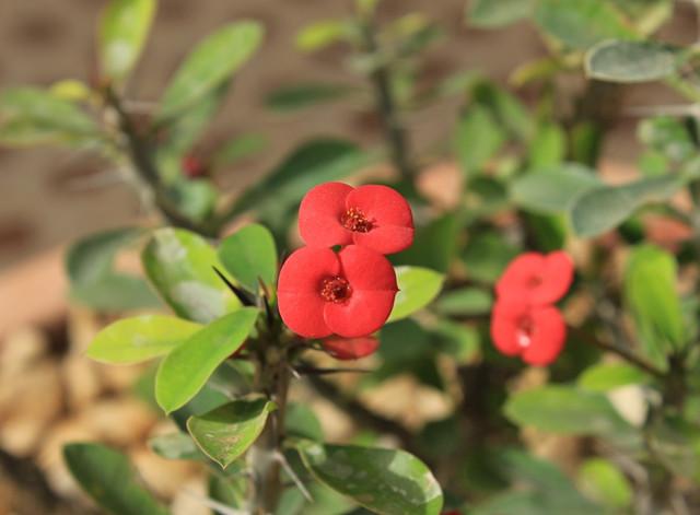 入手一盆"刺"海棠,入冬仍开花!