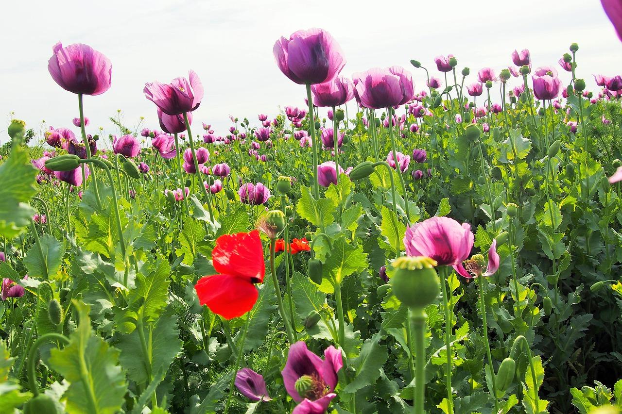 欧式风格 独特韵味
