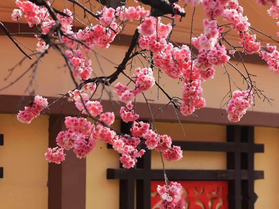 昆明圆通山樱花开了吗? - 知乎