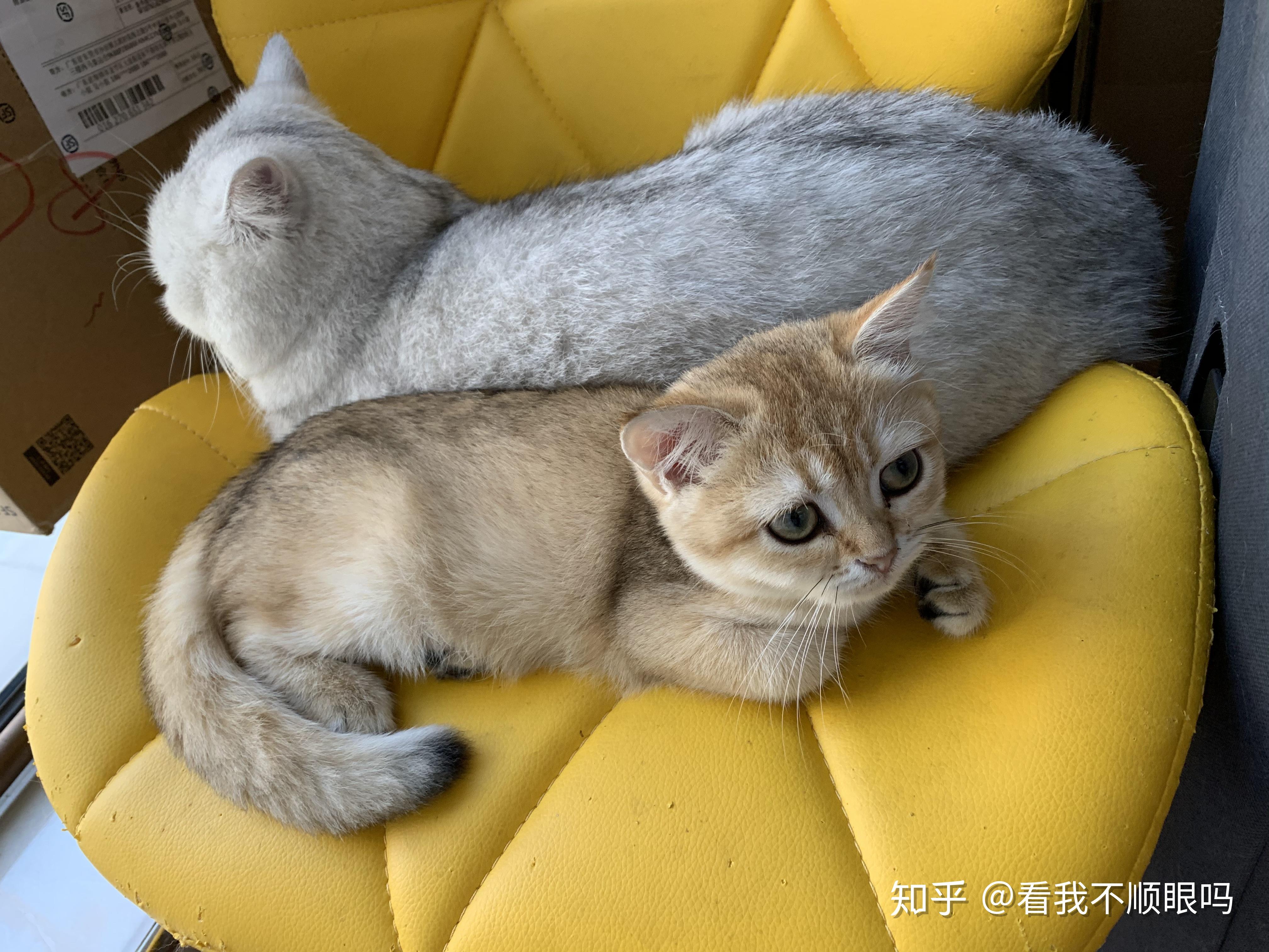 金渐层和银渐层哪个好