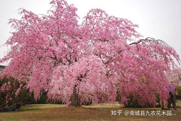 观花观树形于一体的樱花苗木-美国垂枝红樱 染井垂枝樱 - 知乎