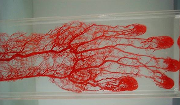 我们都知道,人体头发的营养来源于毛囊,毛囊营养则又来源于头皮微血管