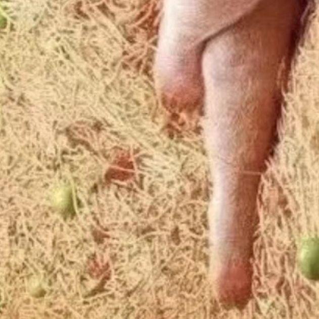 求三张图猪侧躺插着腰的一组表情包