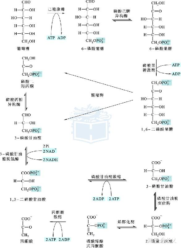 糖的代谢过程图解图片