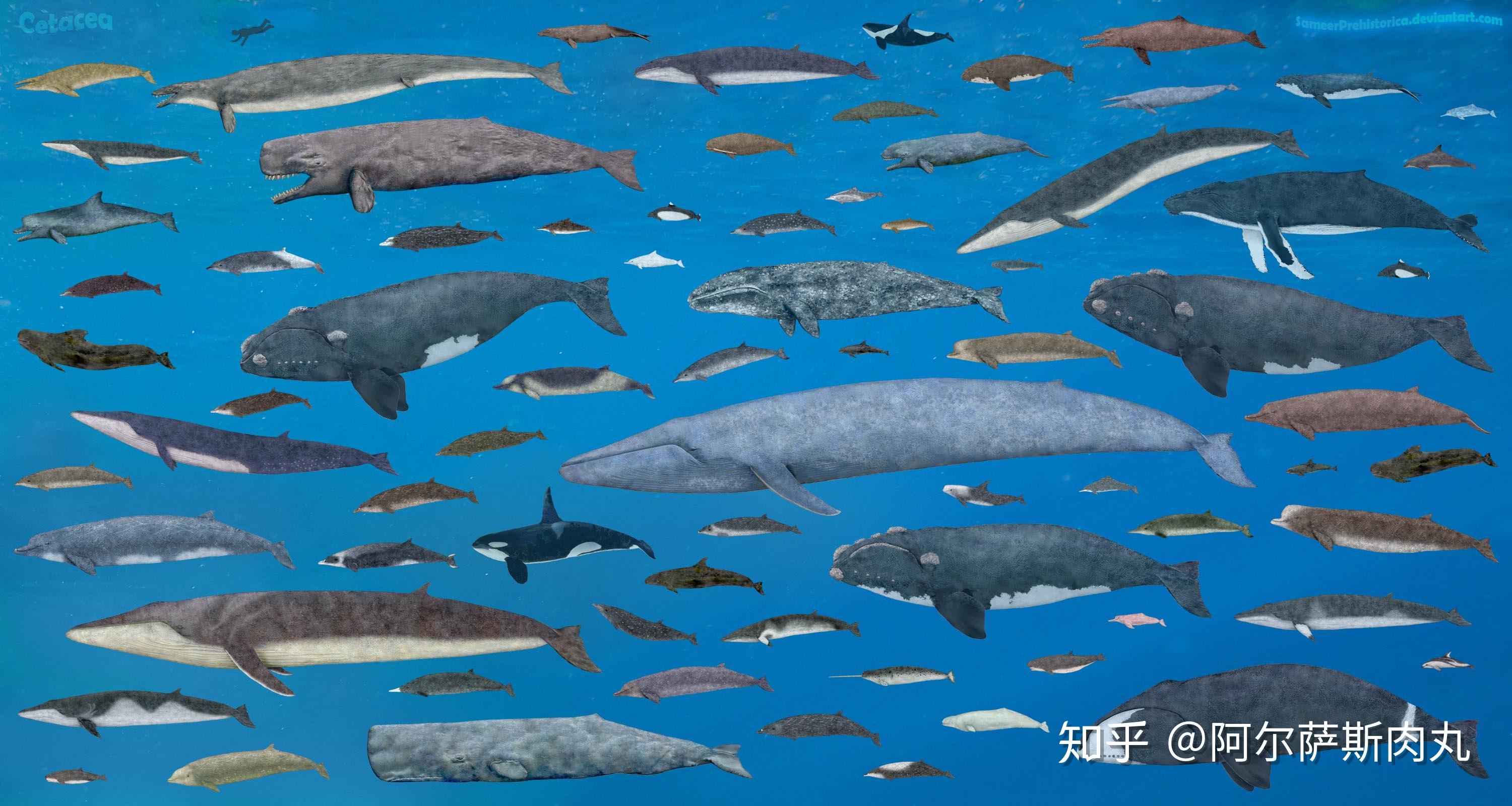 「rise of mammals丨兽族崛起○2」鲸奇档案—鲸类演化漫谈