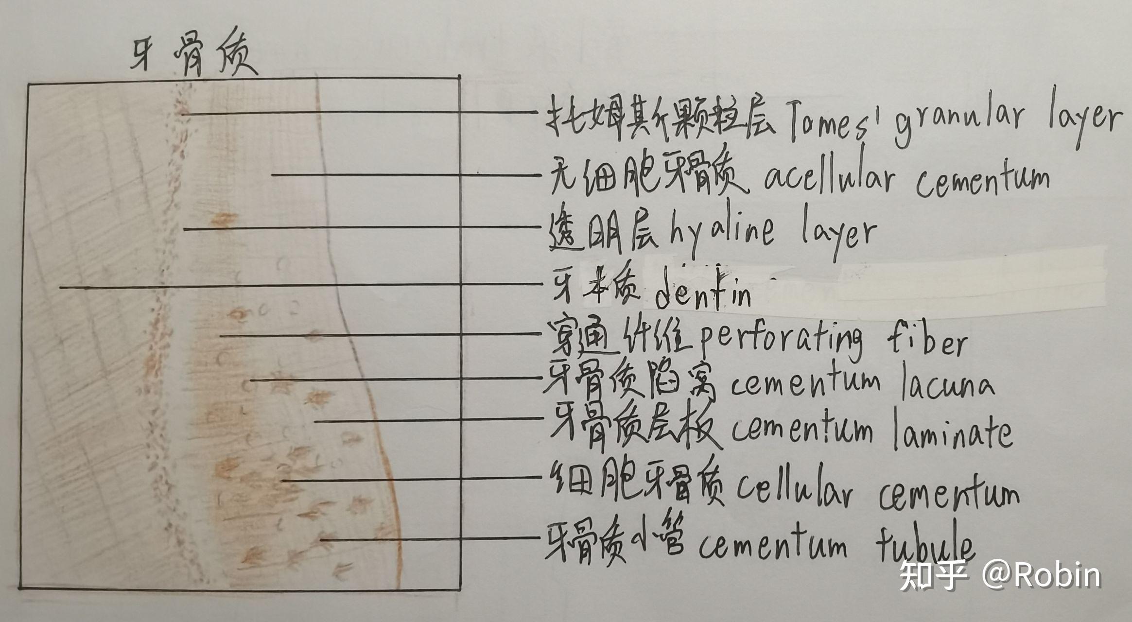 口腔组织胚胎学切片绘图 