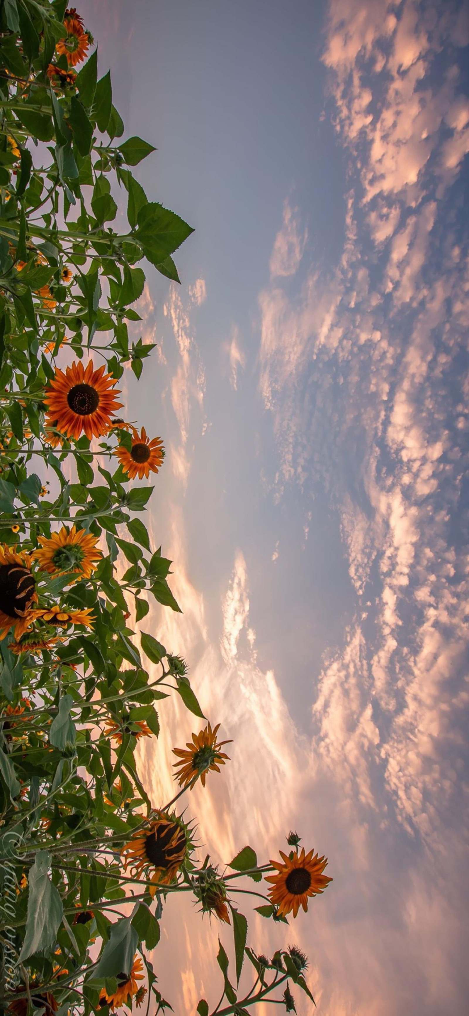 有没有都是向日葵的壁纸呢,让人看了心情超好的? - 知乎
