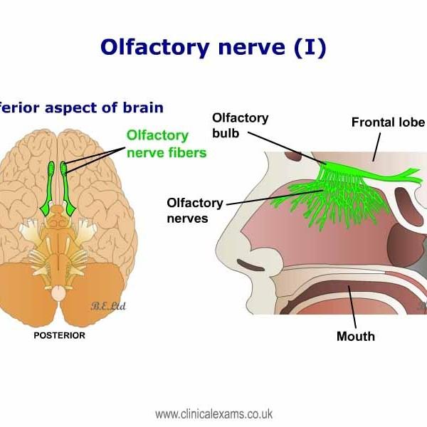 嗅觉失灵,如何检查嗅神经,怎么检查? - 知乎