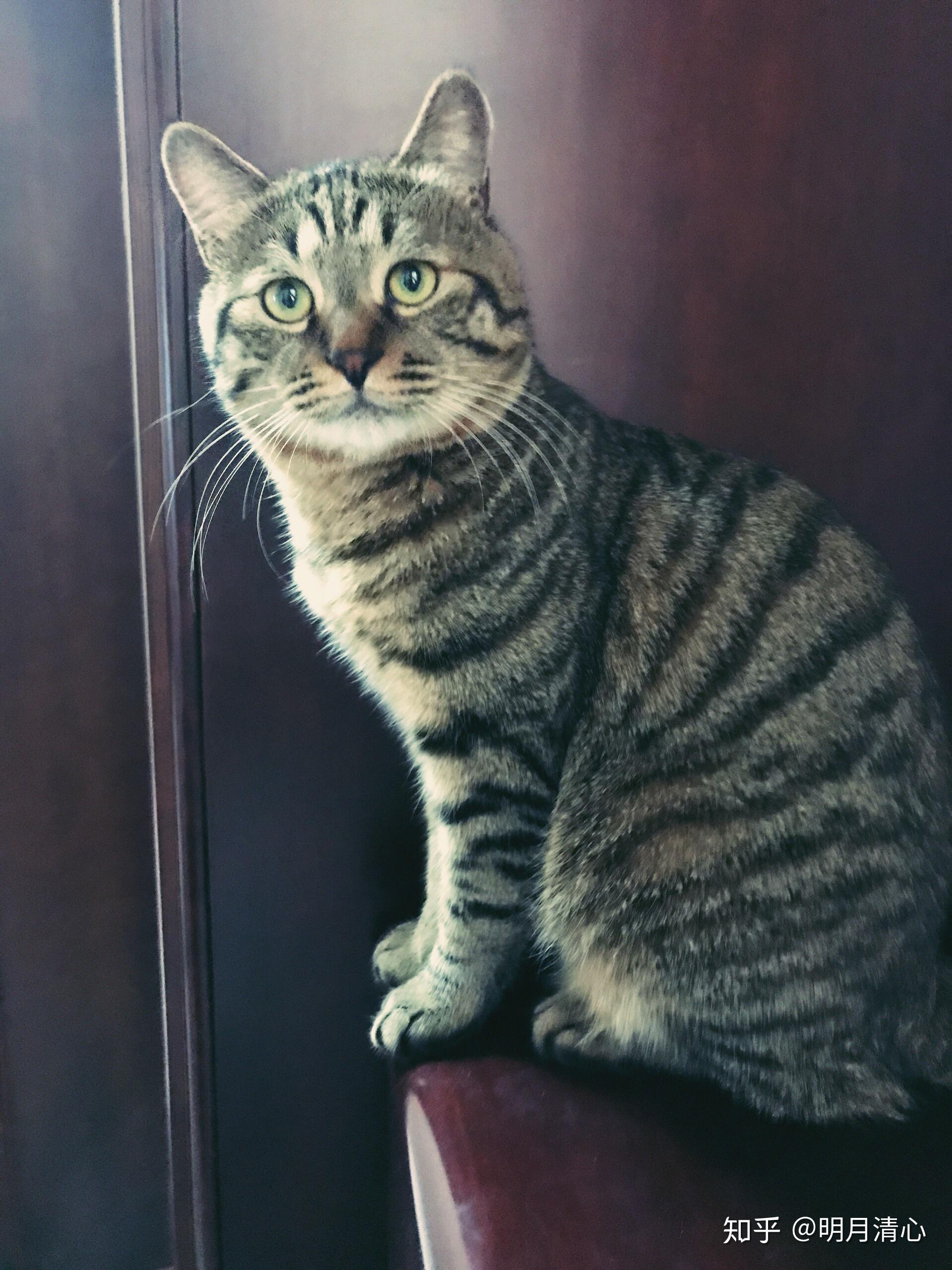 哪种花色的猫最能代表中华田园猫