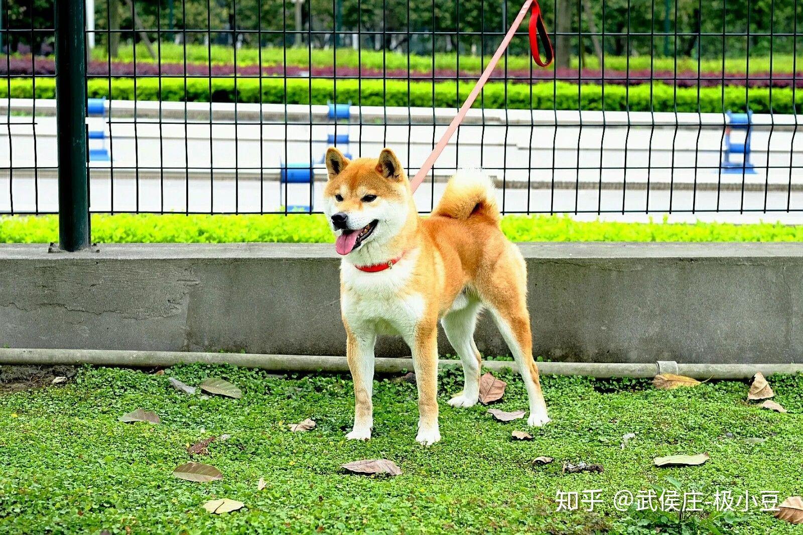 失格的柴犬有多可爱有人养花柴吗