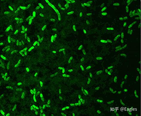 单细胞生物如何实现趋利避害的? 3 v2 0c3bd9038f7caf46764125c5c4e74f84 720w
