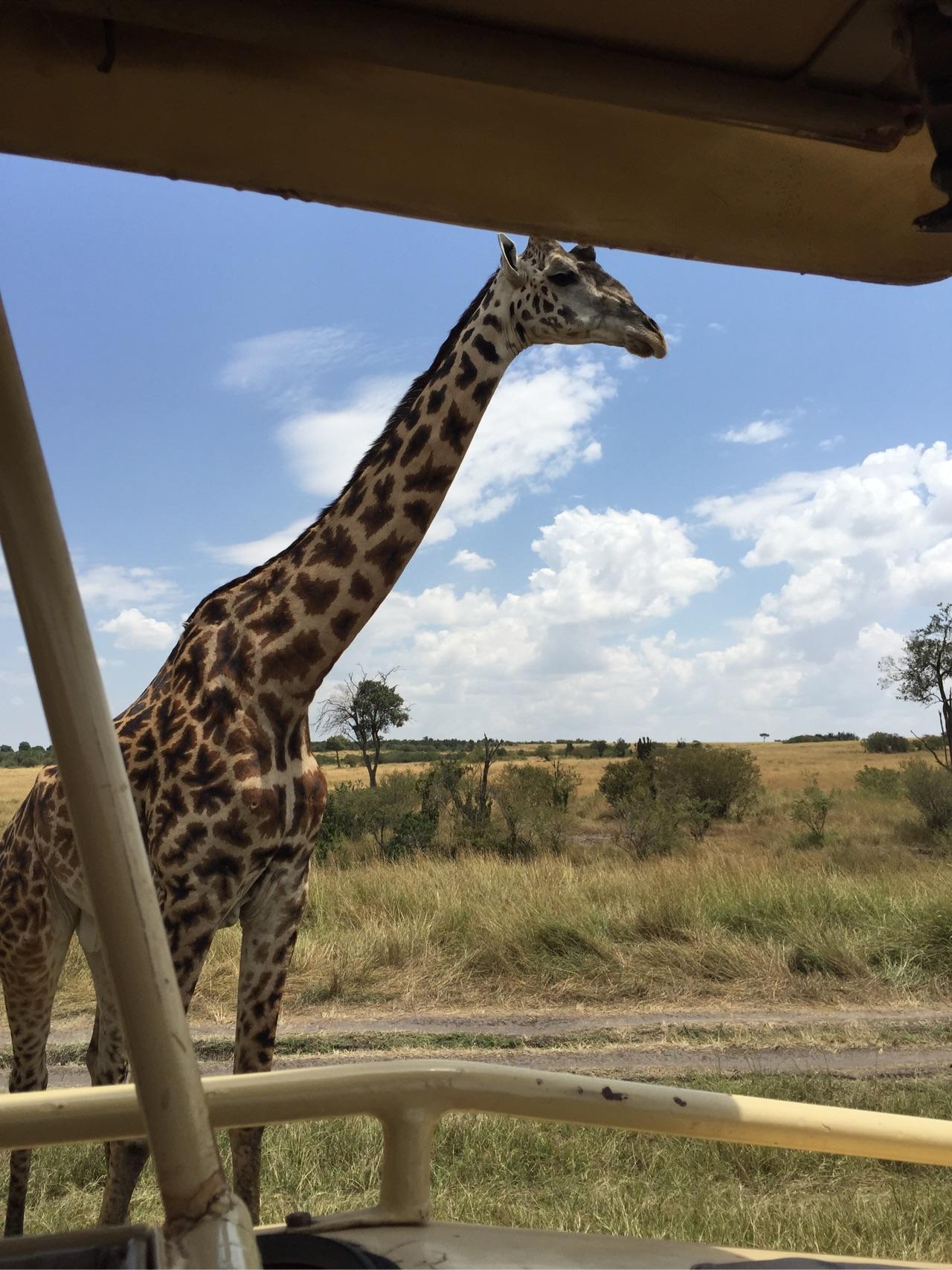 去肯尼亚旅行是一种什么体验?