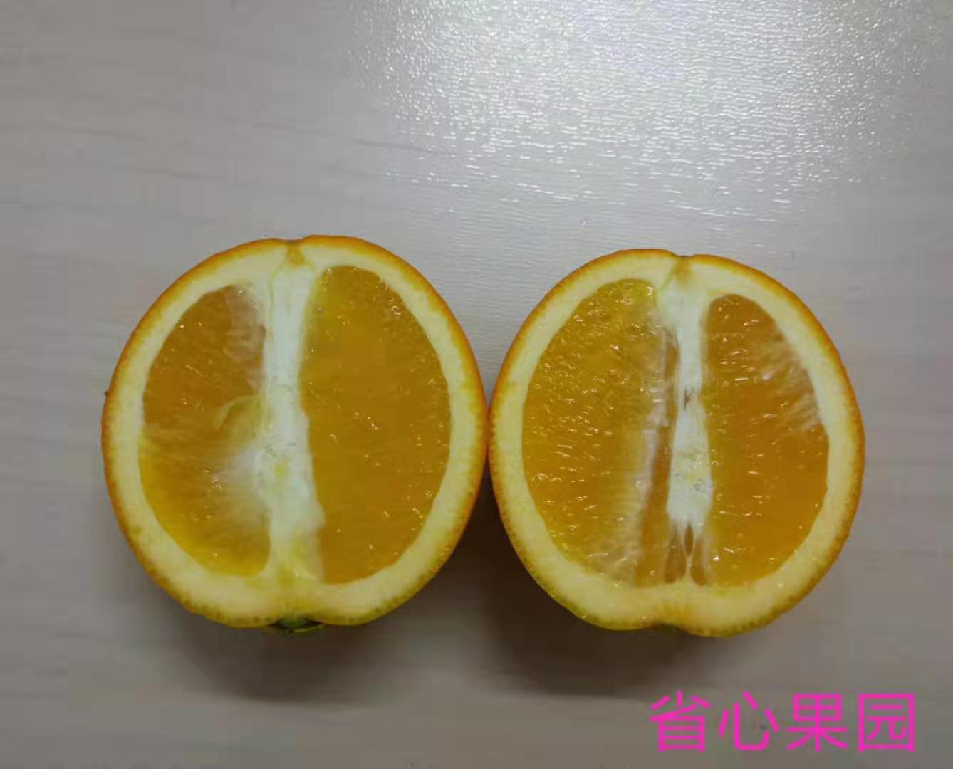 你吃过的最好吃的橙子品种是什么? - 知乎