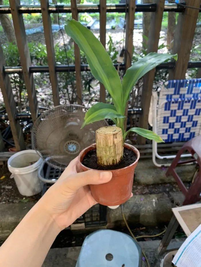 可水培和土培养护的巴西木 特别耐阴的观叶植物 叶子斑斓靓丽 知乎 可水培和土培养护的巴西木 特别耐阴的观叶植物 叶子斑斓靓丽 知乎