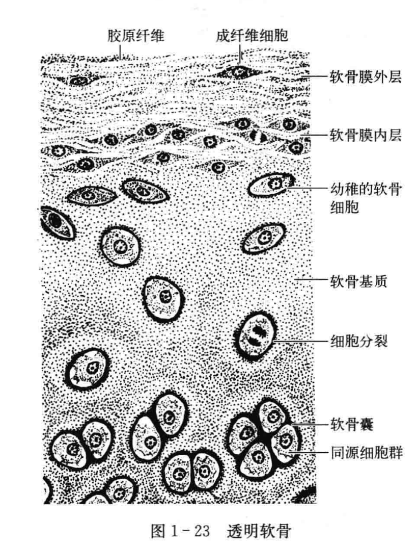 结缔组织图片及名称图片