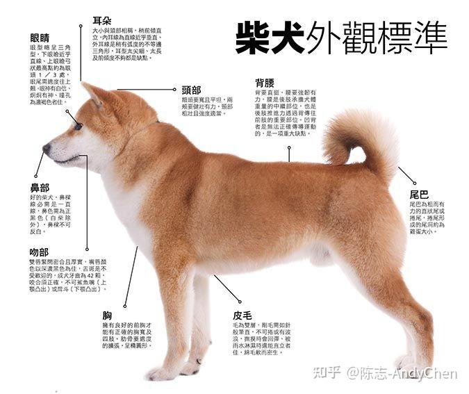 杜宾犬身高体重图片