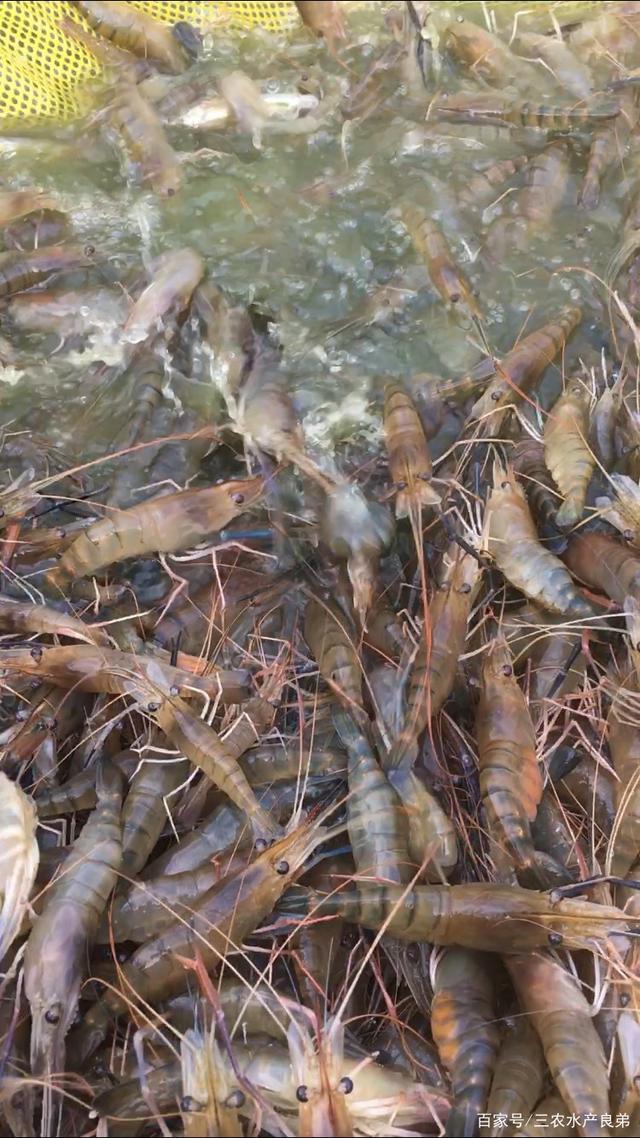 农村这两年较热门的水产养殖产品,罗氏沼虾