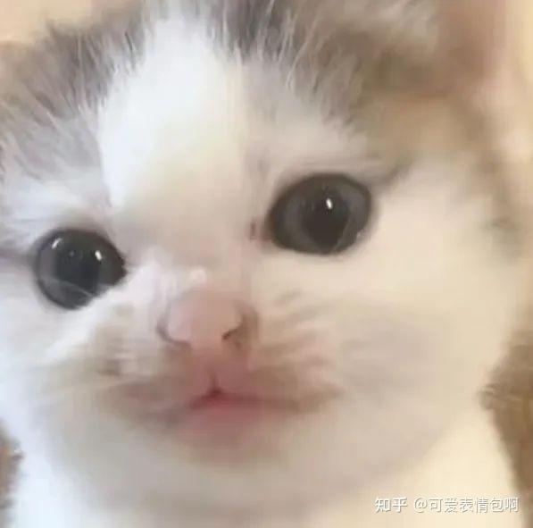 猫meme 邪恶小鼻嘎表情包 - 知乎