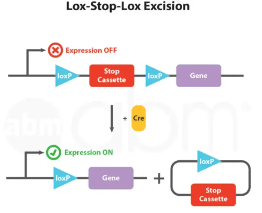 小布解读 | 关于重组酶的一切，你想知道的都在这了丨Cre-loxP系统 - 知乎