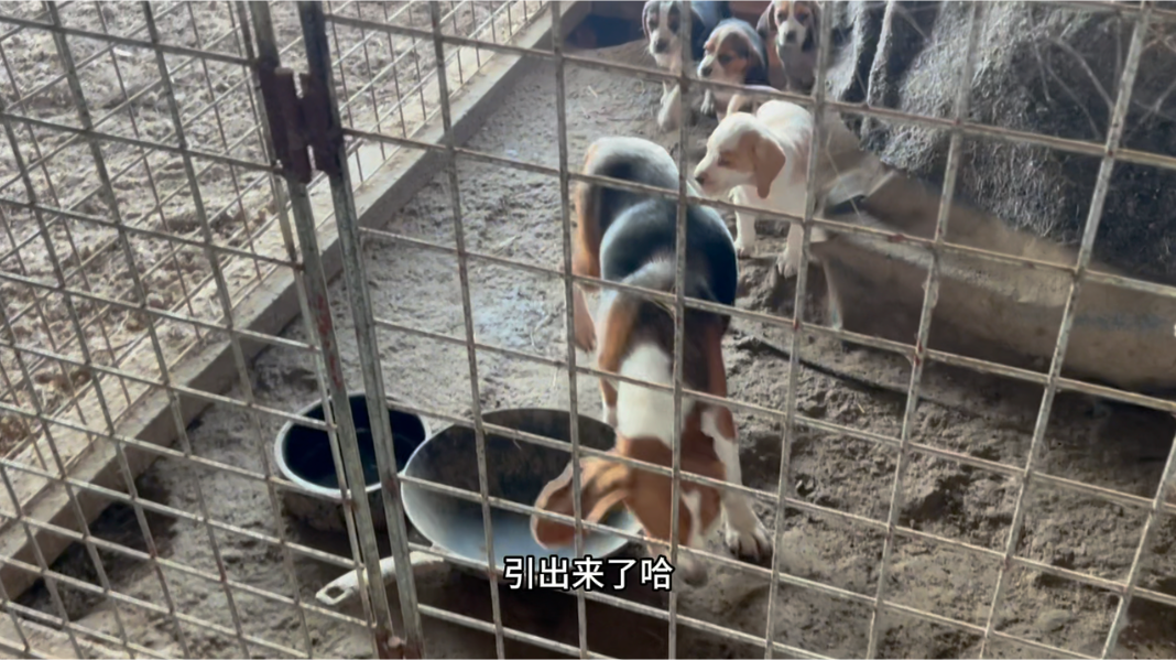 双色比格犬图片