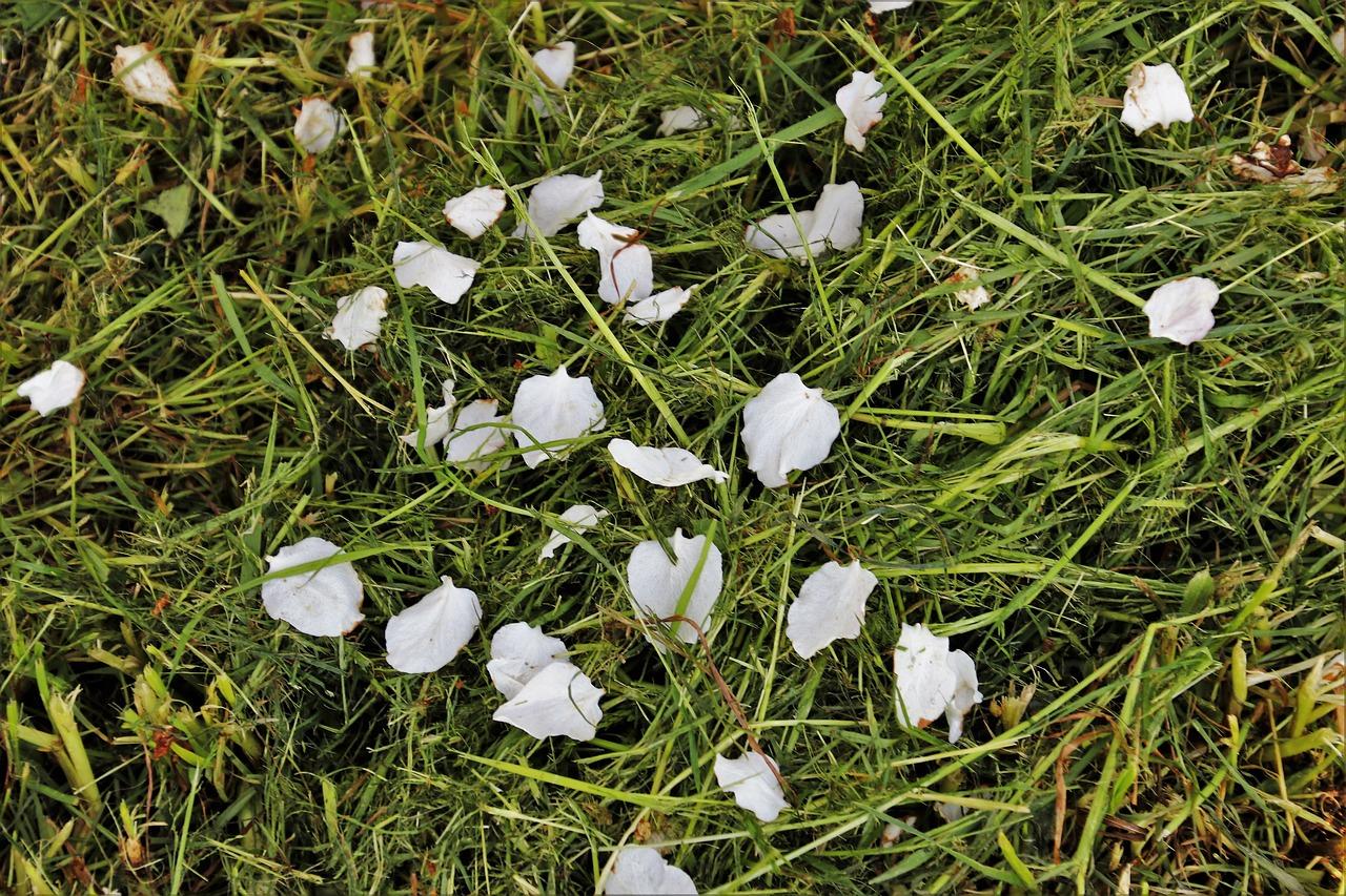 什么草坪一年四季都绿