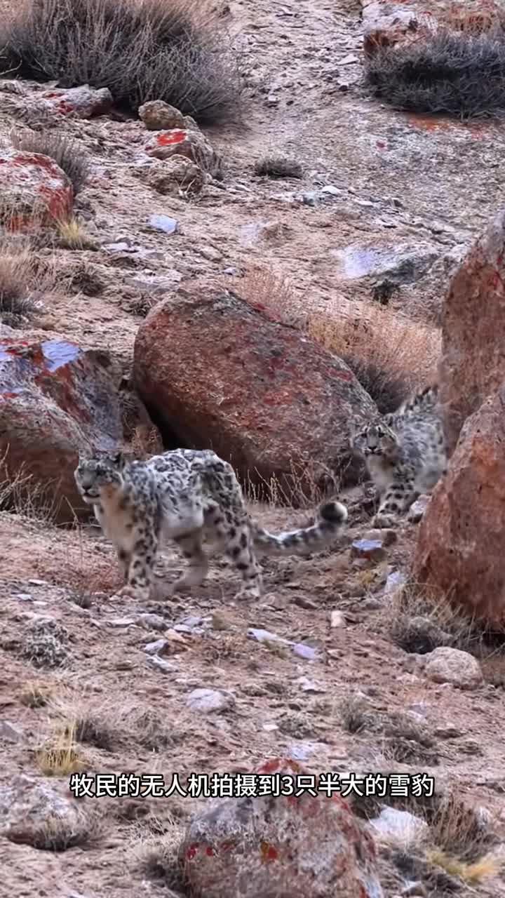 野生藏獒对抗雪豹图片