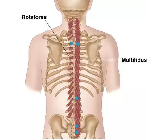 由髂骨开始一路向上到颈椎,每一个单位向上2-4节脊椎连结到棘突上,是