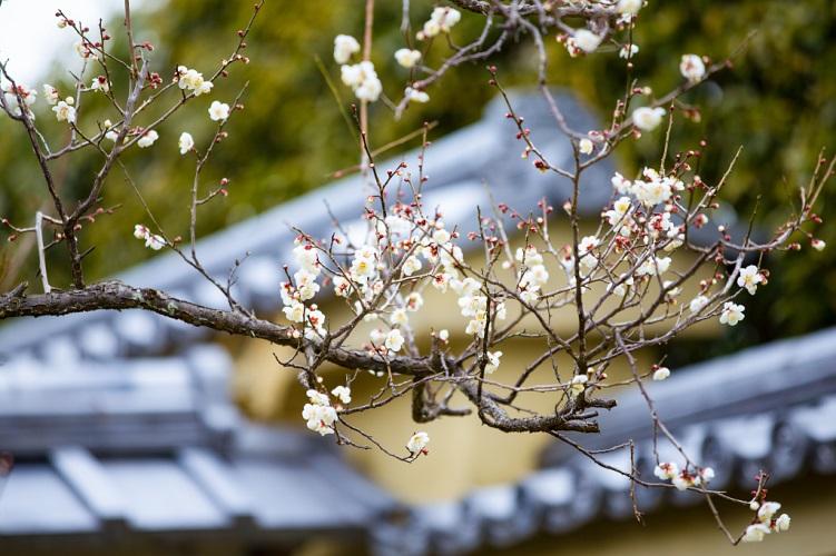 這裡觀賞梅花實用貼士地址:蘇州市吳中區光福鎮倪巷村福湖路開放時間