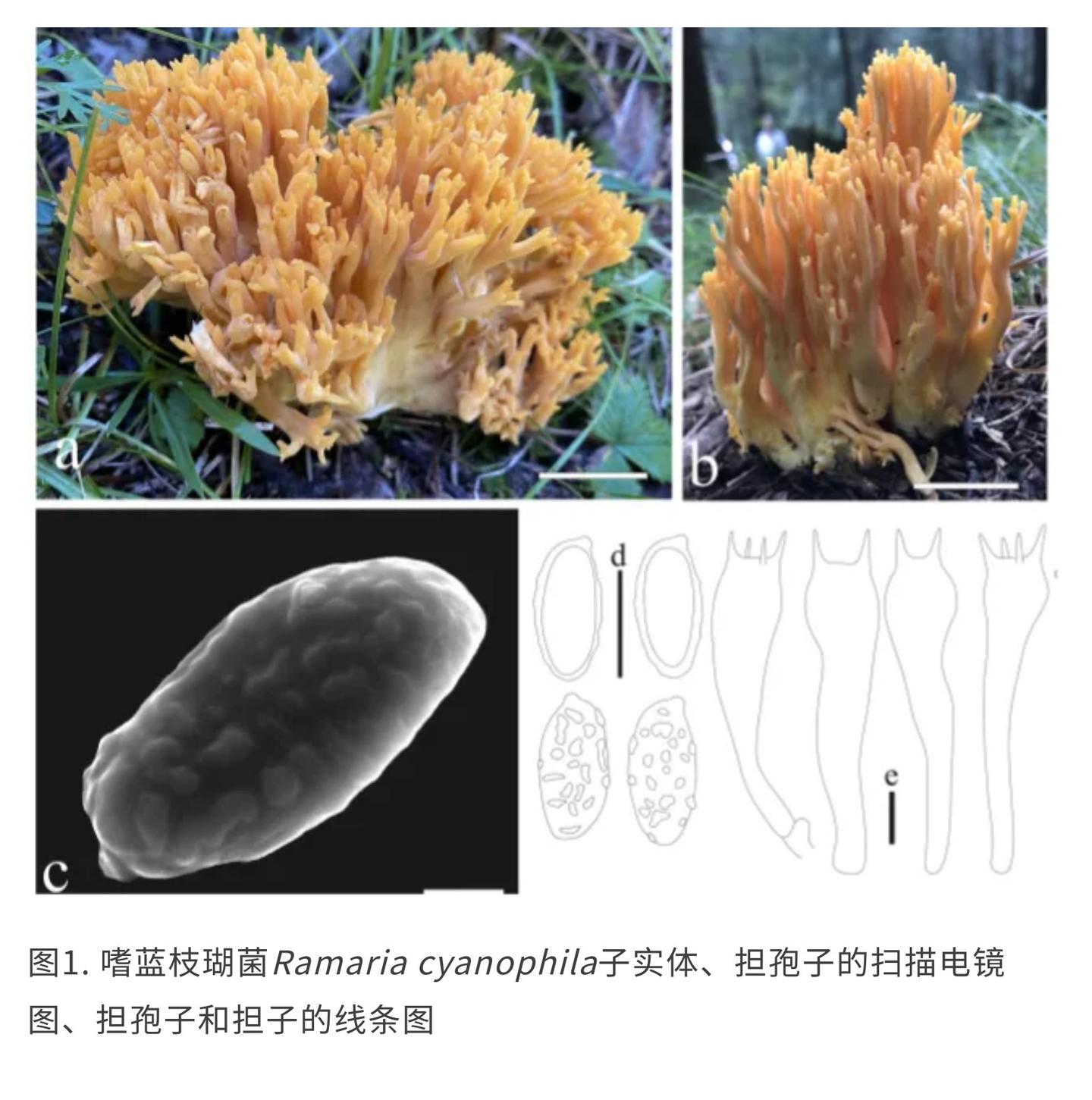 Mycology | “中国菌物目录”第二篇—中国北部的枝瑚菌属真菌 - 知乎